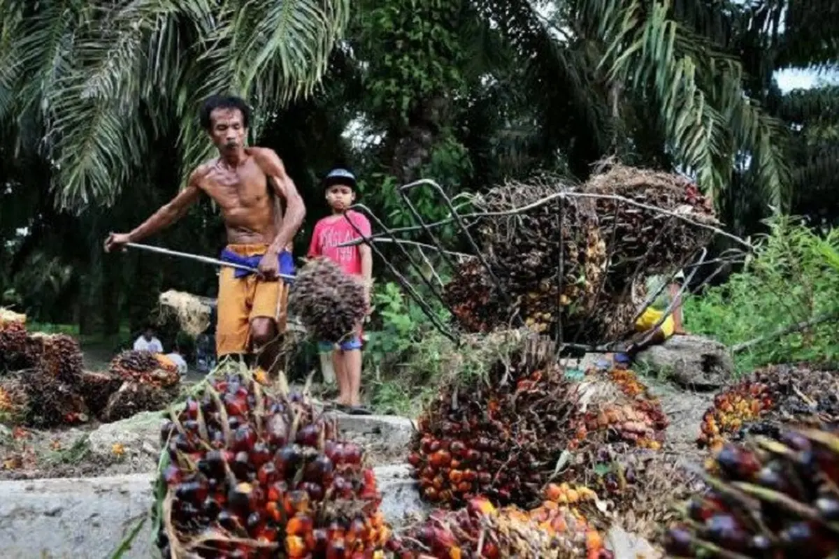 Petani Sawit di Jambi