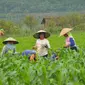 Rumah tangga usaha pertanian di Kota Batu terus menurun dari tahun ke tahun (Liputan6.com/Zainul Arifin)