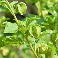 Pohon Ciplukan (dok. Pixabay/Capri23auto/Fairuz Fildzah)