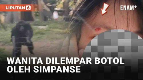 VIDEO: Duh, Wanita Dilempar Botol oleh Simpanse Sampai Terluka