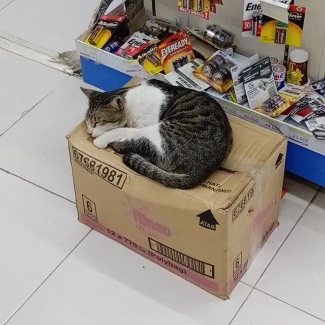6 Potret Kucing Tidur di Supermarket Ini Kocak, Selalu Ada Saja Tingkah Lucunya