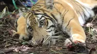 Harimau sumatera korban jerat pemburu (Foto: Drh Eni Suyanti)
