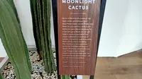Moonlight cactus, salah satu bahan yang terdapat dalam serum terbaru YSL. (Liputan6.com/Dinny Mutiah)
