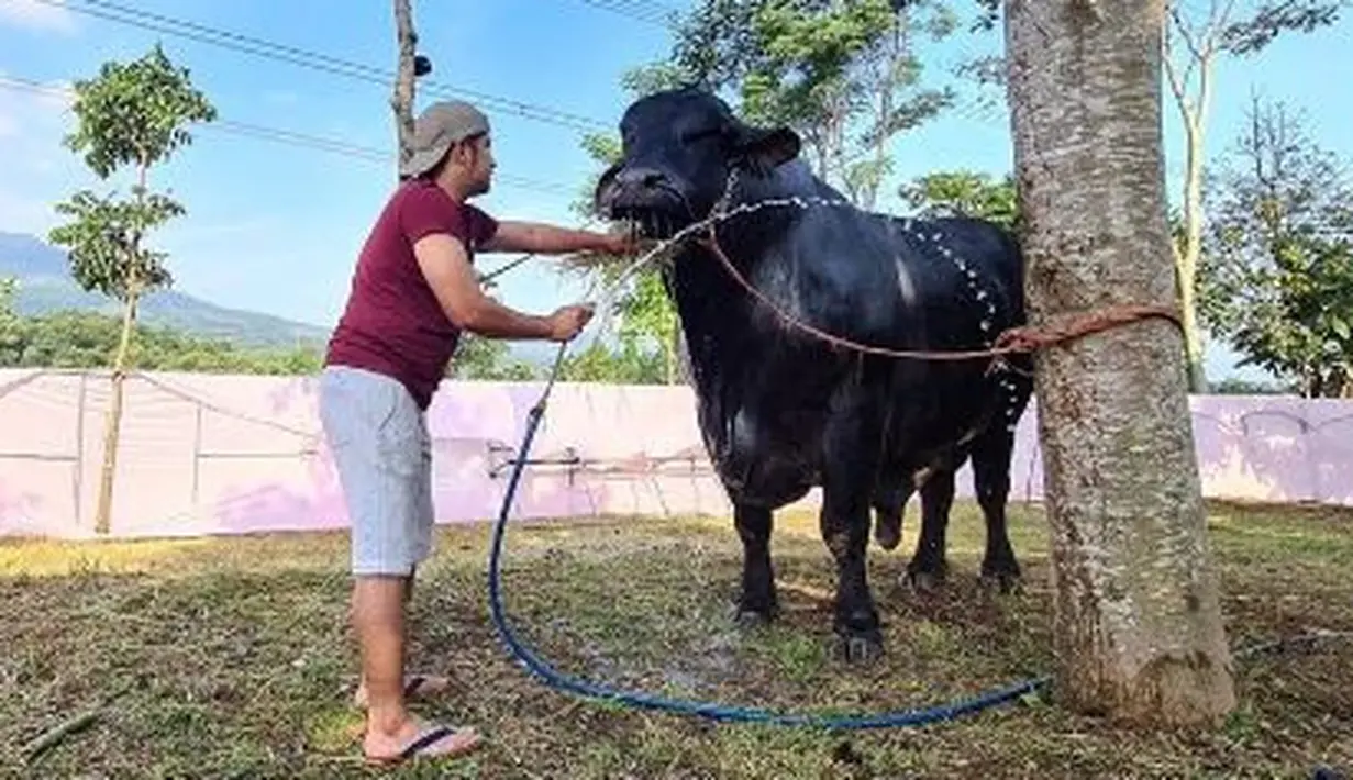 Irfan Hakim juga terlihat begitu sayang dengan sapi tersebut. Ia memberinya makan, memandikannya, juga mengajaknya ngobrol. (Instagram/irfanhakim75)