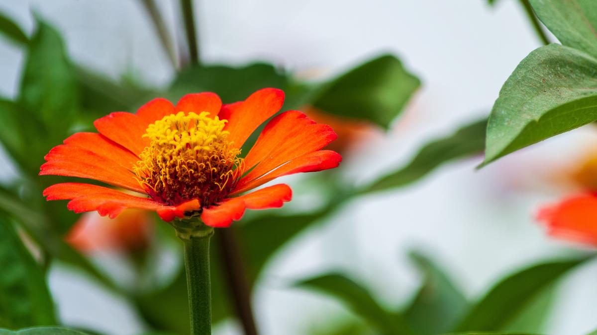 7 Tanaman Bunga yang Paling Cepat Tumbuh di Pot, Cocok untuk Pemula dan Lahan Sempit