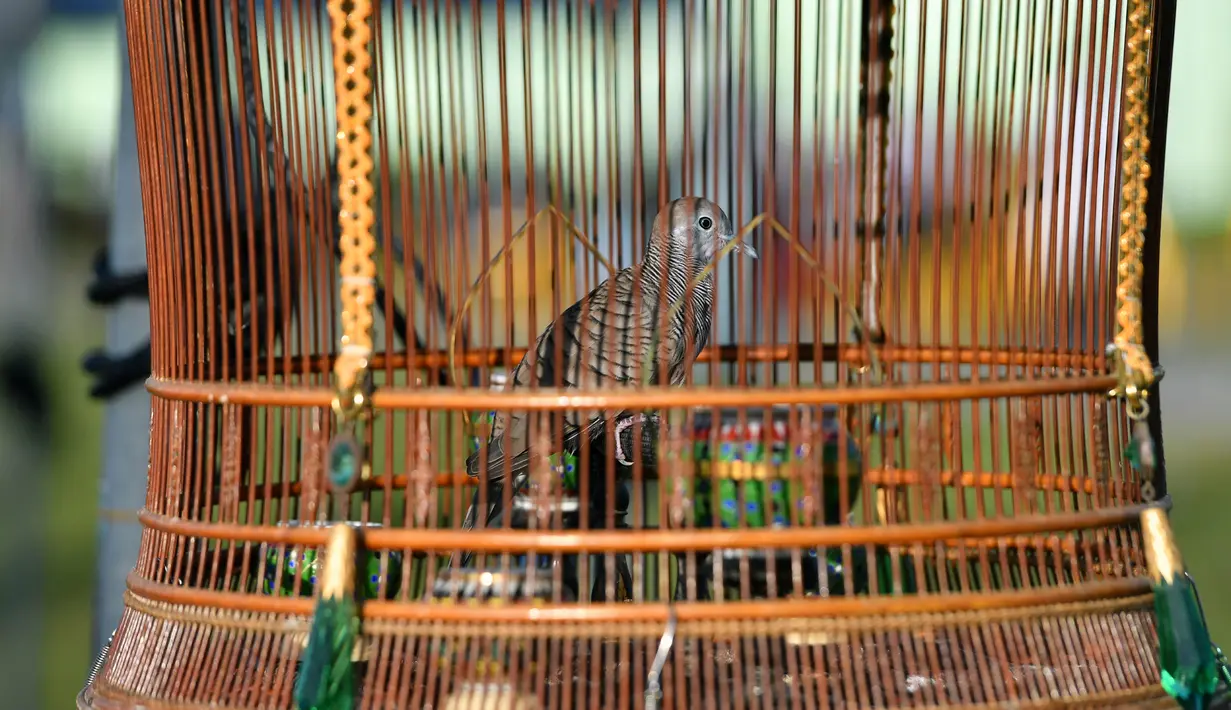 Seekor burung berada di dalam sangkar selama kompetisi nyanyian burung di Narathiwat, Thailand, Rabu (21/9/2022). Sekitar 1.500 burung dari Thailand, Malaysia dan Singapura diikutsertakan dalam kontes tahunan ini. (Madaree THOLALA / AFP)