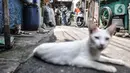 Petugas menyusuri gang saat akan melakukan vaksinansi rabies hewan peliharaan sistem jemput bola di Gang Kingkit, Gambir, Jakarta, Selasa (3/11/2020). Selain di Pos RW setempat, petugas melakukan vaksinasi rabies secara gratis dengan sistem jemput bola ke rumah warga. (merdeka.com/Iqbal S Nugroho)