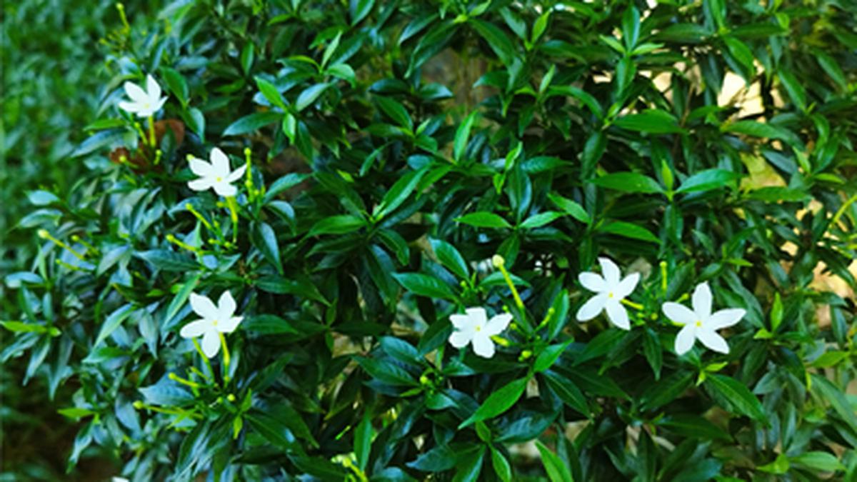 5 Jenis Tanaman Rombusa, Jadi Primadona Penghias Rumah