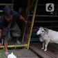 Pedagang merawat kambing di kios hewan ternak kawasan Buaran, Jakarta Timur, Jumat, (10/6/2022). Mewabahnya Penyakit Mulut dan Kuku (PMK) hewan membuat para pedagang terpaksa menjual kambing dengan harga tinggi. (Liputan6.com/Johan Tallo)
