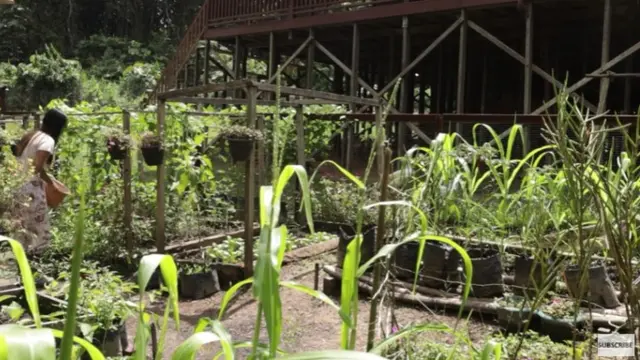 Menengok Kebun di Rumah Keluarga Andrew Kalaweit yang Dijuluki Tarzan Kalimantan