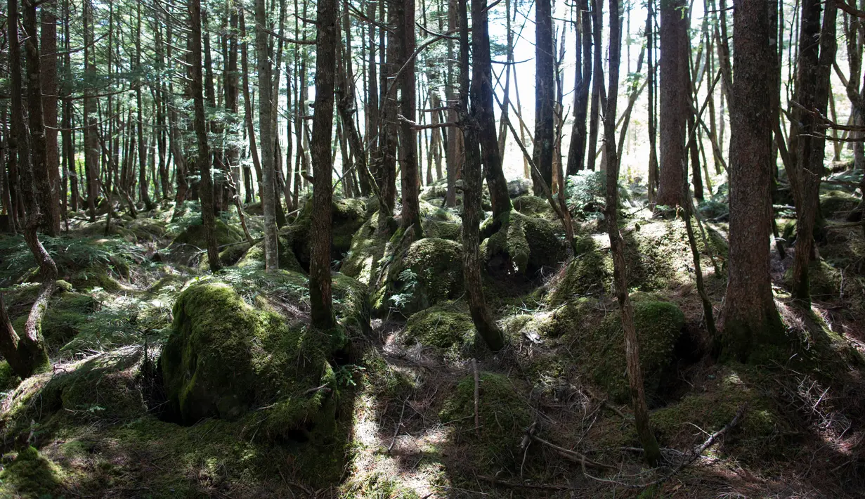 Hutan Kita-Yatsugatake yang diselubungi oleh berbagai jenis lumut di dekat kota Sakuho, Jepang, 9 Juni 2018. Kini sebuah hobi baru yaitu mengamati beraneka macam lumut selama berjam-jam tengah menjadi tren, terutama di Jepang. (BEHROUZ MEHRI/AFP)
