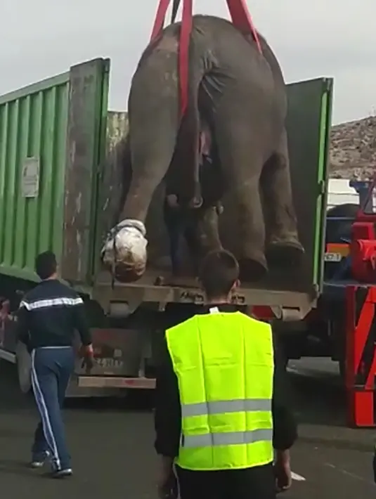 Kendaraan derek raksasa memindahkan gajah yang terluka dari jalur lalu lintas di Provinsi Albacete, Spanyol, Senin (2/4). Satu dari lima gajah tewas saat kendaraan pengangkut mereka mengalami kecelakaan. (HO/Direccion General de Trafico (DGT)/AFP)