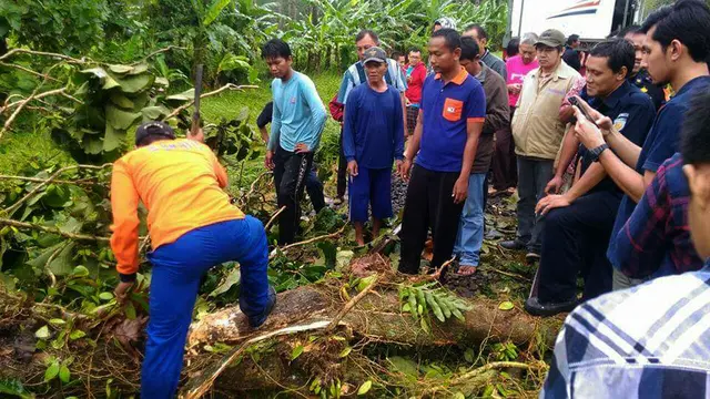 Pohon Tumbang
