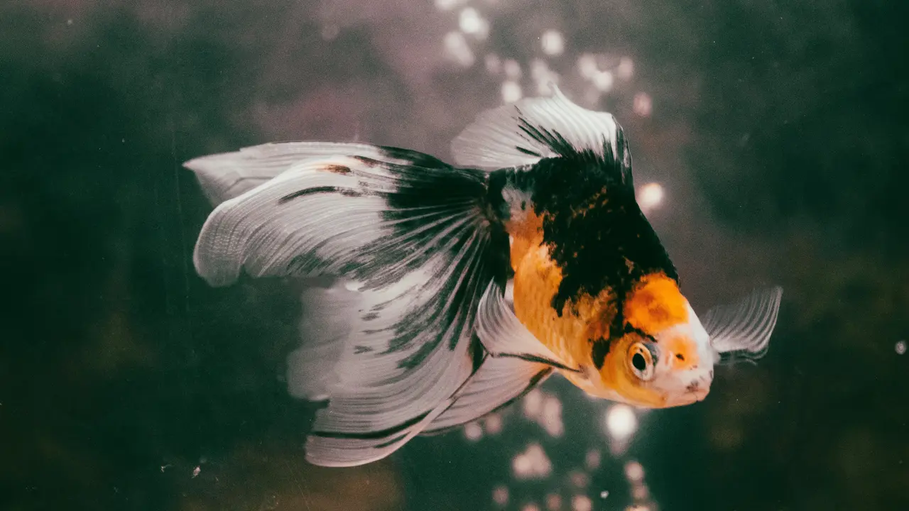 7 Arti Mimpi Ikan, Salah Satunya Akan Dapat Banyak Uang
