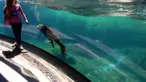 Seorang gadis kecil secara tidak sengaja telah mengajak main seekor singa laut di National Zoological Park di Washington, DC. 