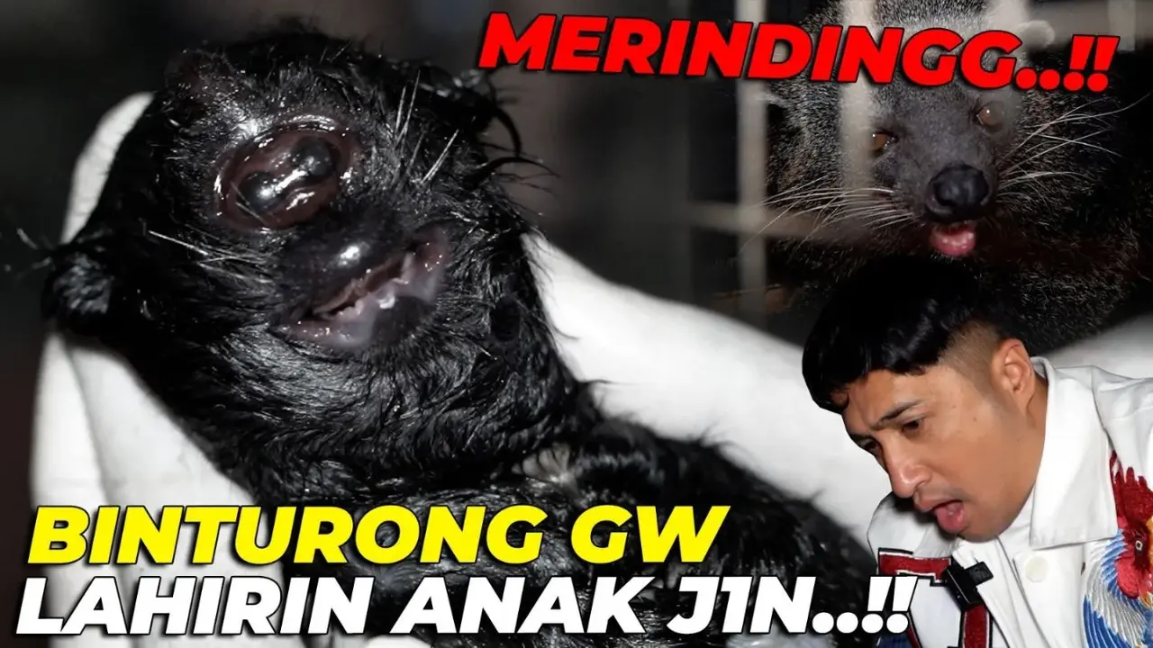 Irfan Hakim Takjub Dapati Kondisi Bayi Binturong Miliknya yang Lahir dengan Satu Mata dan Bertanduk: Allah Maha Pencipta Segala Bentuk
