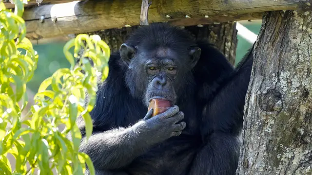 Kudapan Es Loli Penyejuk Para Hewan di Kebun Binatang Roma