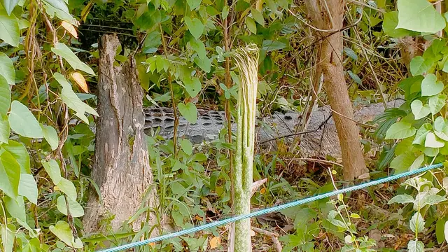 Warga Bombana menangkap buaya muara sepanjang 3,90 meter usai kedapatan berada dibawah kolong rumah.