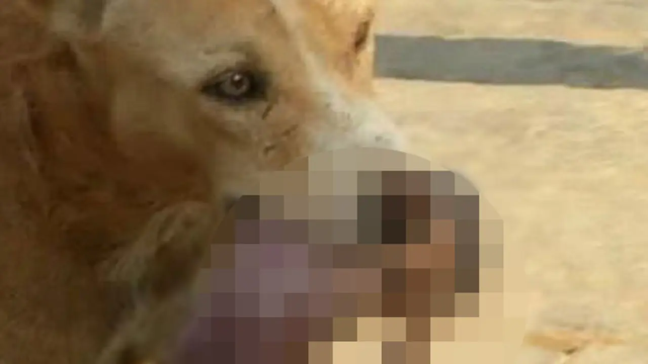 Geger Foto Anjing Selamatkan Bayi dari Tempat Sampah