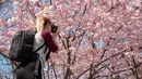 Seorang wanita mengambil foto pohon sakura Jepang yang mekar di sakura di Stadtpark di Wina, Austria (22/3). (AFP Photo/Joe Klamar)