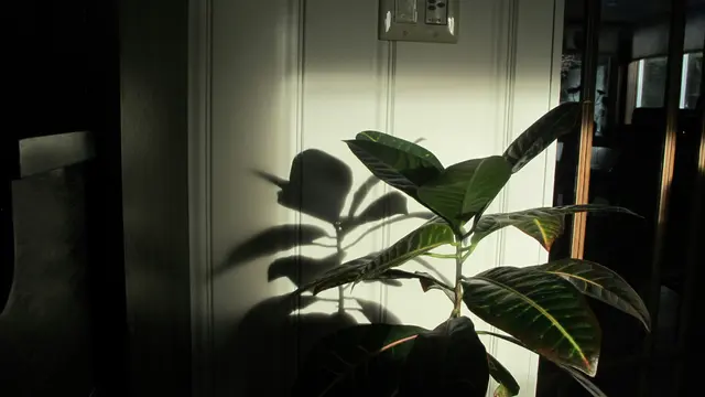 Ilustrasi Tanaman Rubber Plant/Photo by Izabel on Unsplash