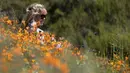 Seorang wanita berpose di antara bunga poppy yang mekar di Danau Elsinore, California pada 8 Maret 2019. Pada dasarnya Poppy adalah tumbuhan herbal yang kerap ditanam karena bunganya berwarna-warni. (Photo by Maro SIRANOSIAN / AFP)