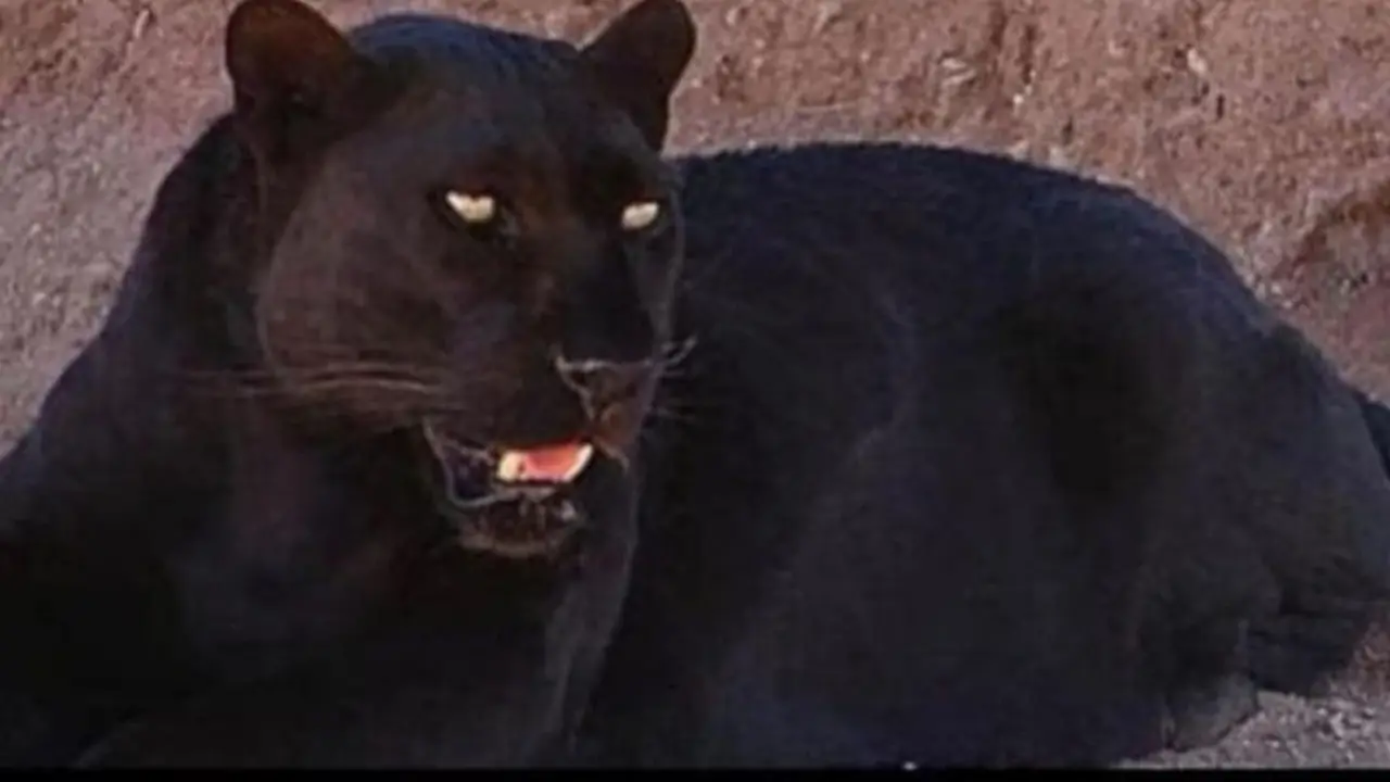 Macan kumbang di Batang