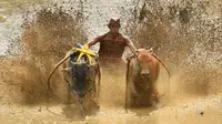 Seorang joki memacu sapinya saat mengikuti "Pacu Jawi" (sapi) di areal pesawahan di Pariangan, Kabupaten Tanah Datar, Sumatera Barat, Sabtu (1/12). Pacu Jawi merupakan permainan olahraga tradisional yang diadakan usai panen padi. (ADEK BERRY/AFP)