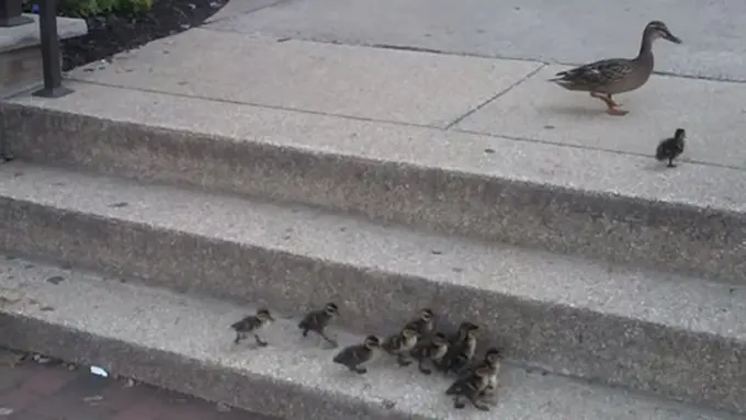 (C) Youtube/Jason David