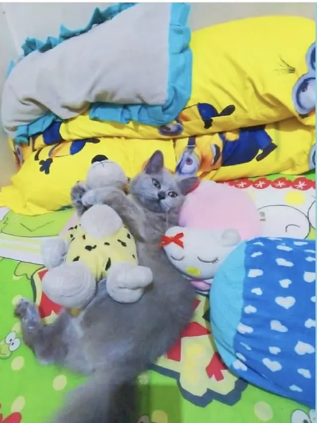 7 Potret Lucu Kucing Peluk Boneka Kesayangan Ini Bak Anak Kecil yang Menggemaskan