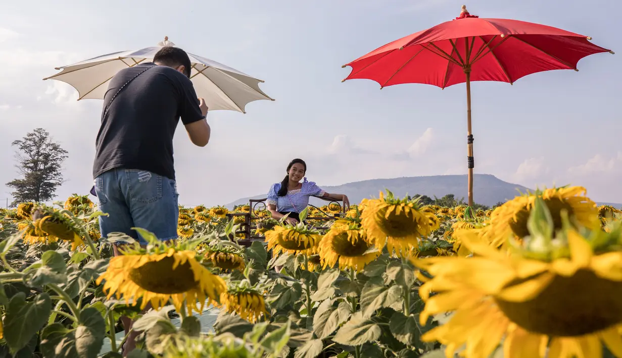 Sejumlah wisatawan berfoto di sebuah ladang bunga matahari di Provinsi Lopburi, Thailand, pada 14 Desember 2020. Provinsi Lopburi memiliki ladang-ladang bunga matahari terbesar di Thailand. (Xinhua/Zhang Keren)