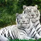 Dua ekor White Tiger atau Macan Putih di alam liar. (Liputan6.com/Wikimedia Commons/Sreesudhar)