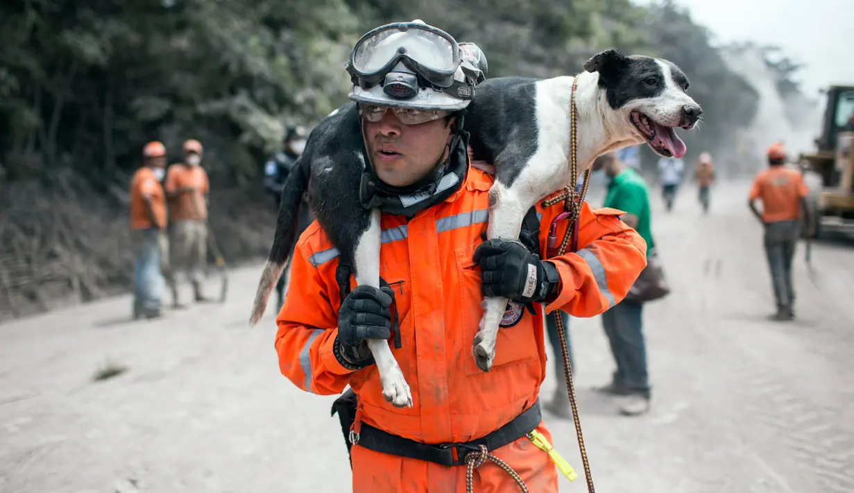Seorang relawan mengevakuasi anjing di dekat Gunung Fuego di Escuintla, Guatemala, (5/6). Puluhan orang tewas akibat bencana letusan gunung tersebut. (AP Photo/Rodrigo Abd)