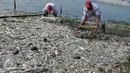 Petugas membersihkan bangkai ikan yang mati di sepanjang reklamasi pantai Ancol, Jakarta (30/11/2015). Ribuan ikan yang mati dan terdampar di pantai ini diduga akibat tercemar limbah industri. (Liputan6.com/Gempur M Surya)