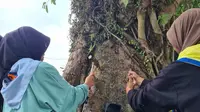 Aksi cabut paku pecinta alam se-Banjarnegara, Jawa Tengah, jelang Hari Konservasi Alam Nasional (HKAN) 2023. (Foto: Liputan6.com/Heni Purwono)