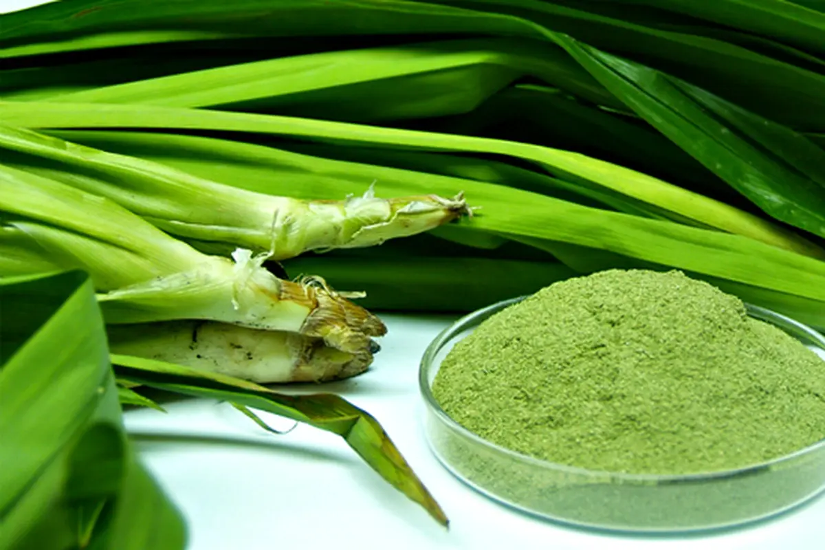 Jangan Anggap Remeh Daun Pandan