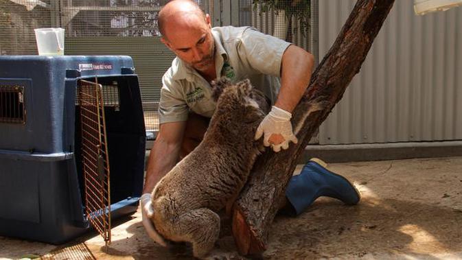 Anggota staf memindahkan koala yang diselamatkan di Kebun Binatang Taronga di Sydney (17/12/2019). Koala-koala itu dipindahkan ke Kebun Binatang Taronga Sydney. Mereka akan berada di sana sampai aman sebelum dikembalikan ke alam liar. (AFP/Taronga Zoo)