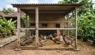10 Ide Kandang Ayam yang Mudah Dibersihkan Setiap Hari, Bebas Bau