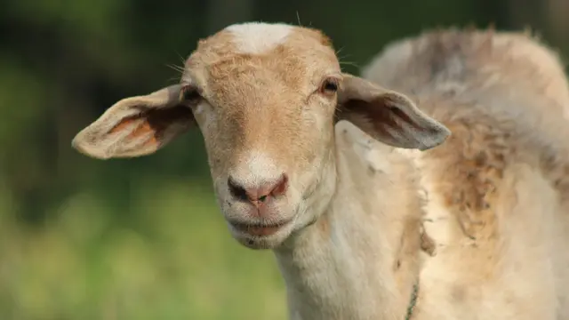 Kambing