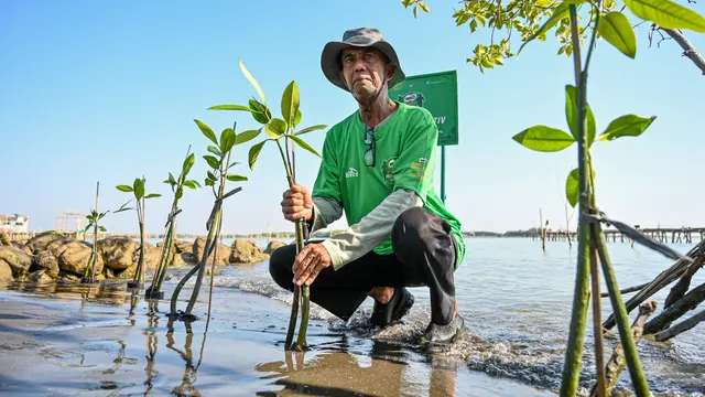 Tanam Mangrove.