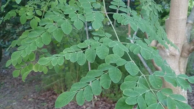Daun kelor. (Wikimedia Commons)