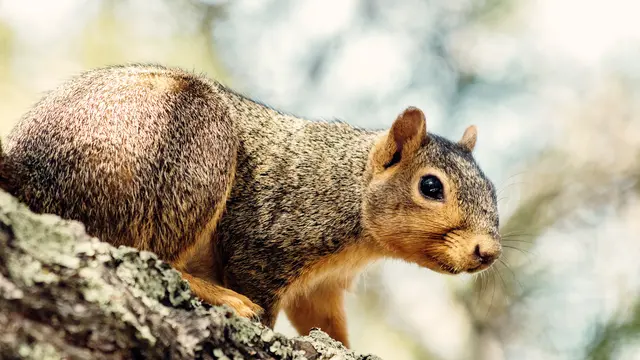 3 Fakta Cacar Monyet yang Tengah Merebak di Eropa dan Amerika