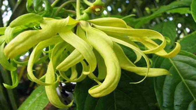 Manjurnya Khasiat Bunga Kenanga Hijau Obati Kanker Payudara Citizen6 Liputan6 Com