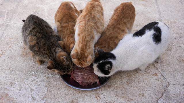 Merawat Kucing-Kucing yang Diselamatkan dari Gempa Turki dan Suriah