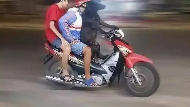 8 Momen Nyeleneh Orang Ajak Anjing Jalan-Jalan Ini Aksinya Kocak