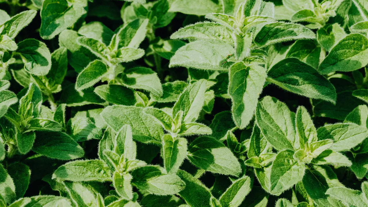 Konsumsi Daun Kemangi dan Daun Mint