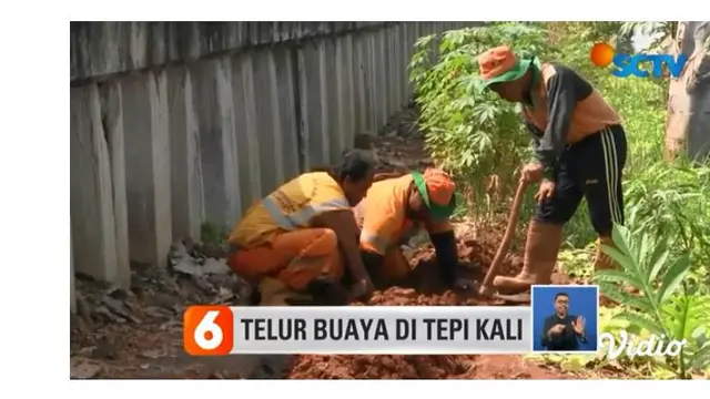 Puluhan telur yang ditemukan petugas UPK Badan Air Dinas Lingkungan Hidup Jakarta Utara