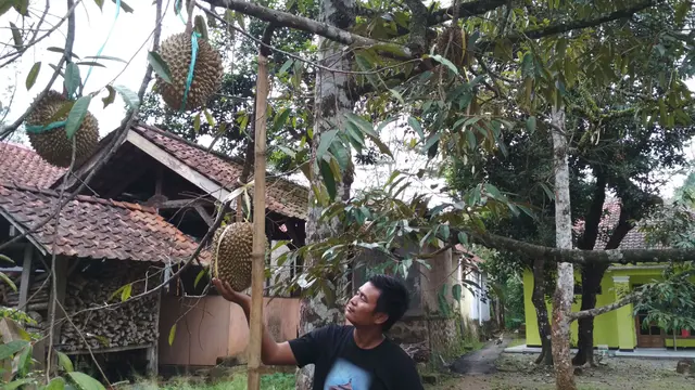Pohon Durian di Kabupaten Majalengka ini diyakini berusia 2,5 Abad