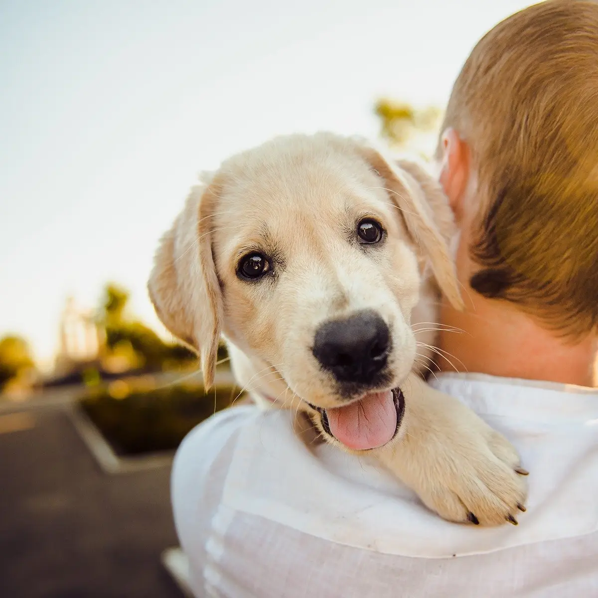 Simak 10 Tanda yang Menunjukkan Anjing Mencintai Pemiliknya - Citizen6  Liputan6.com