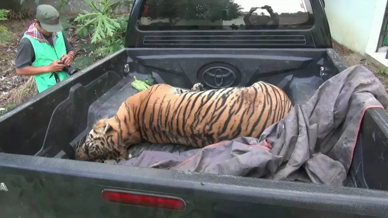 Harimau Sumatera